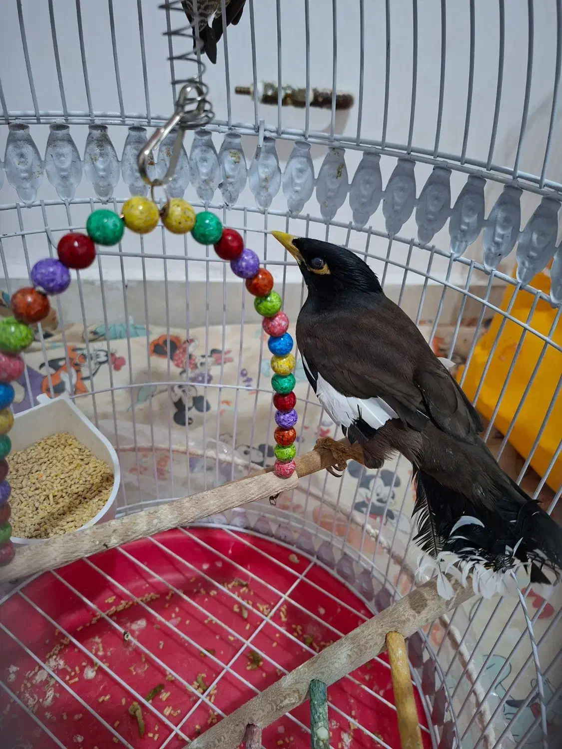 عروس و مینا|پرنده|گلبهار, شهر جدید گلبهار|دیوار