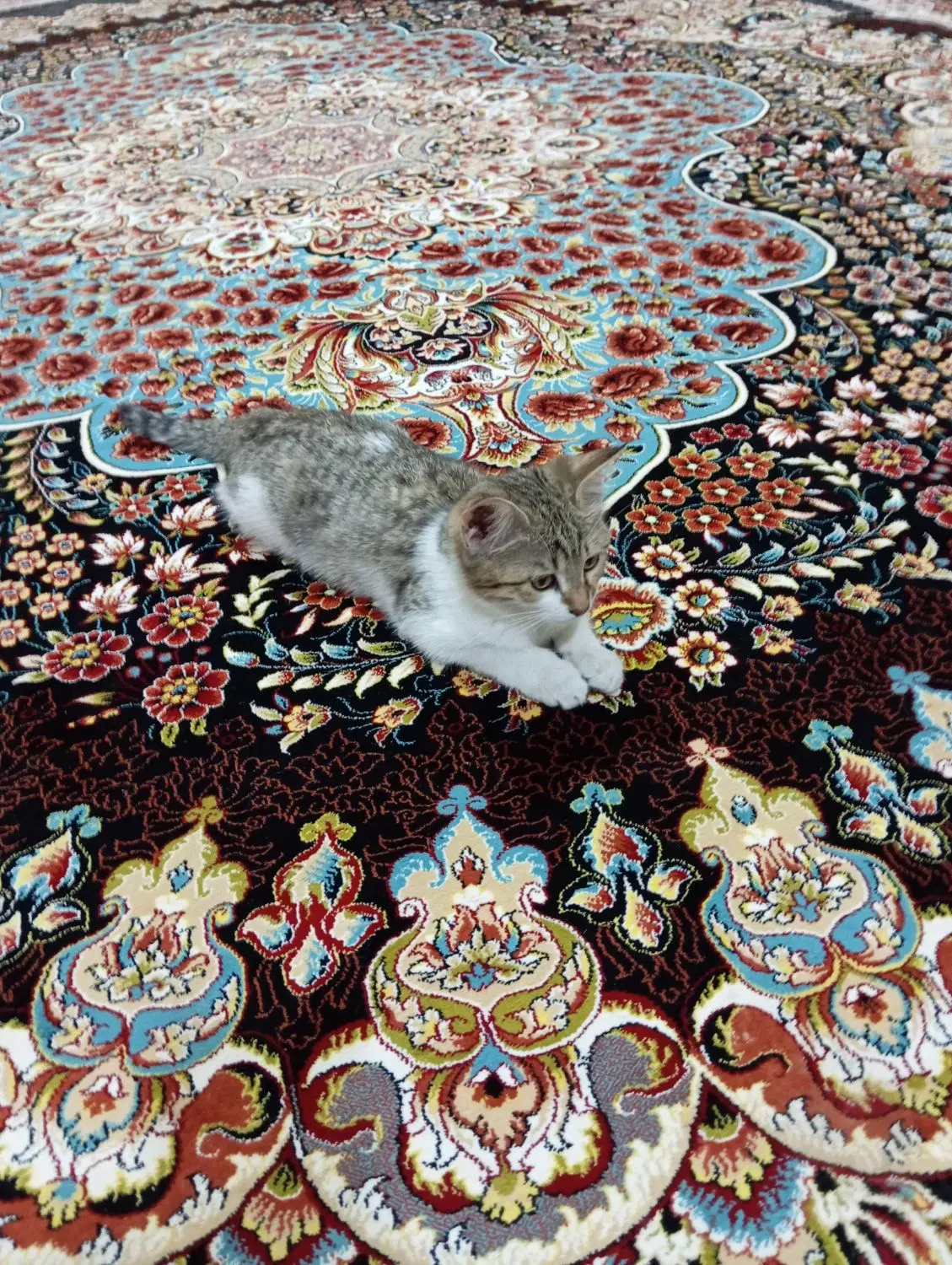 گربه|گربه|زاهدان, |دیوار