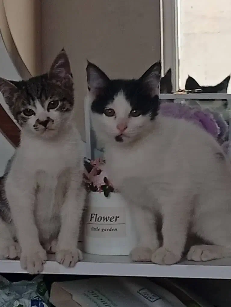 واگذاری گربه|گربه|کرمانشاه, |دیوار