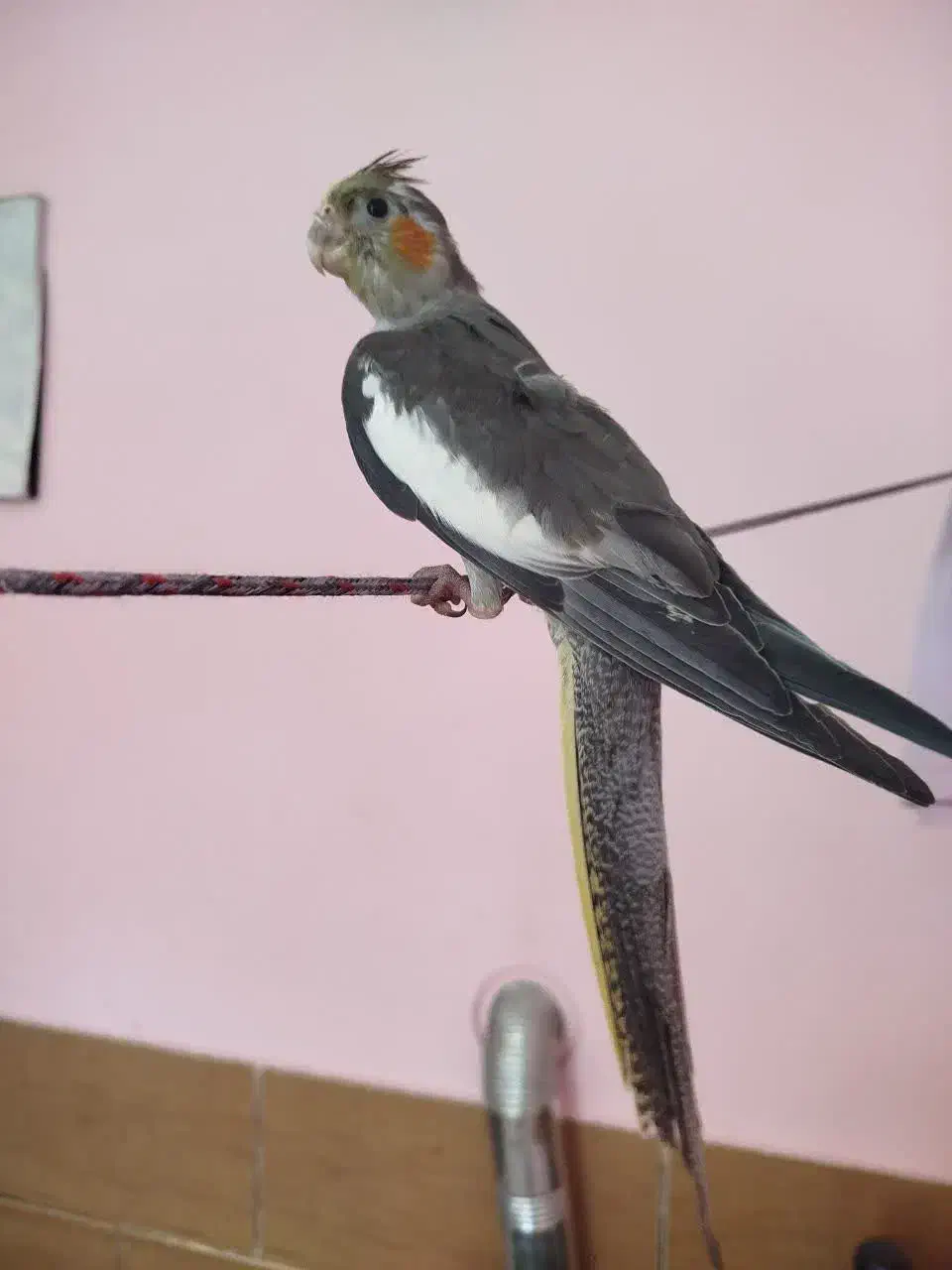 جوجه عروس هلندی|پرنده|شیراز, کوشک میدان|دیوار