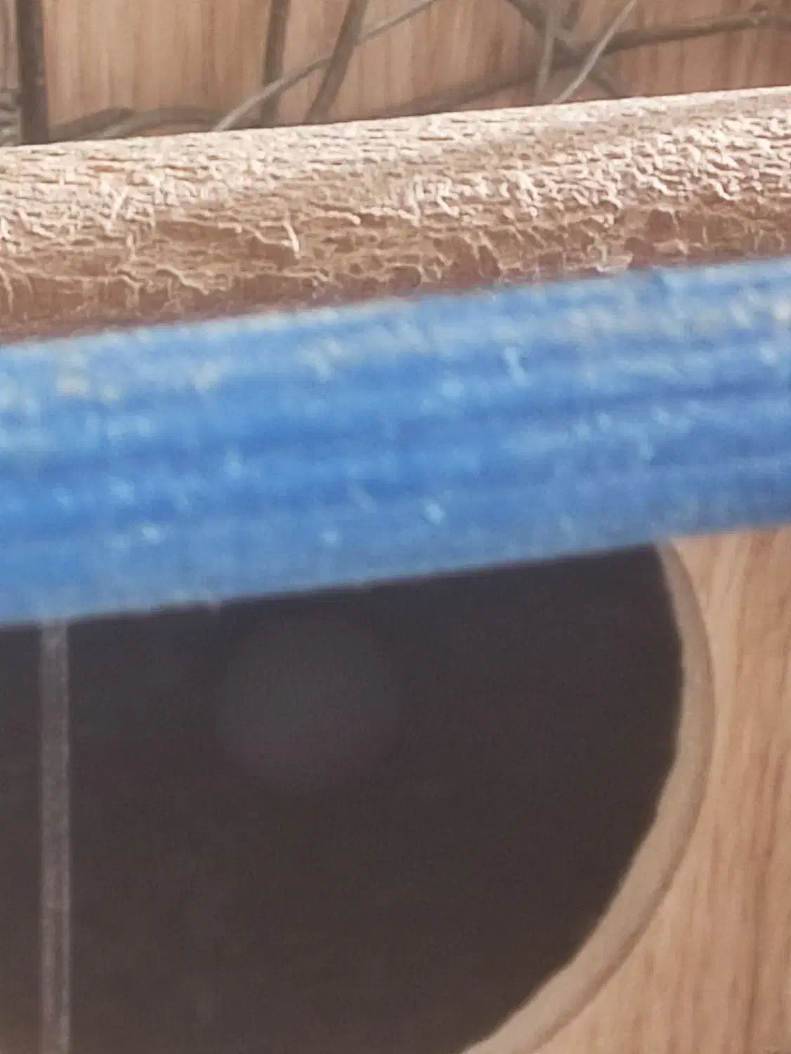 عروس هلندی|پرنده|خمینیشهر, |دیوار