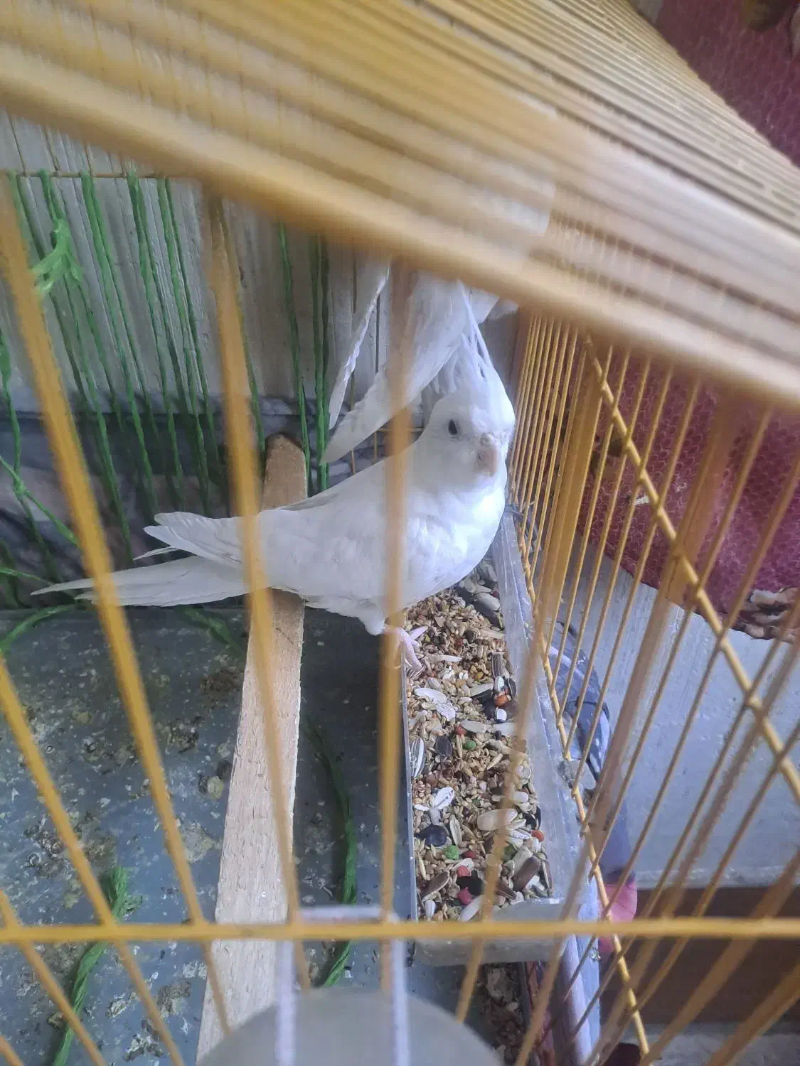 عروس هلندی آلبینو|پرنده|کوهمره, |دیوار