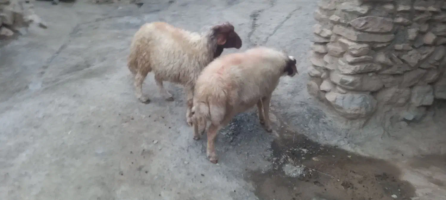 یه جفت قوچ داشی ۲ساله میش رو|حیوانات مزرعه|بوئین و میاندشت, |دیوار