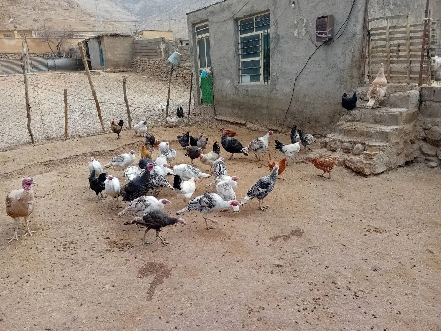 بوقلمون ۲۰ عدد|حیوانات مزرعه|کاکاوند, |دیوار