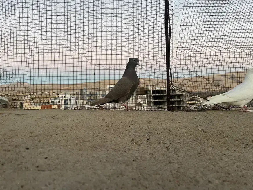 دم سفید|پرنده|شیراز, فرهنگ شهر|دیوار