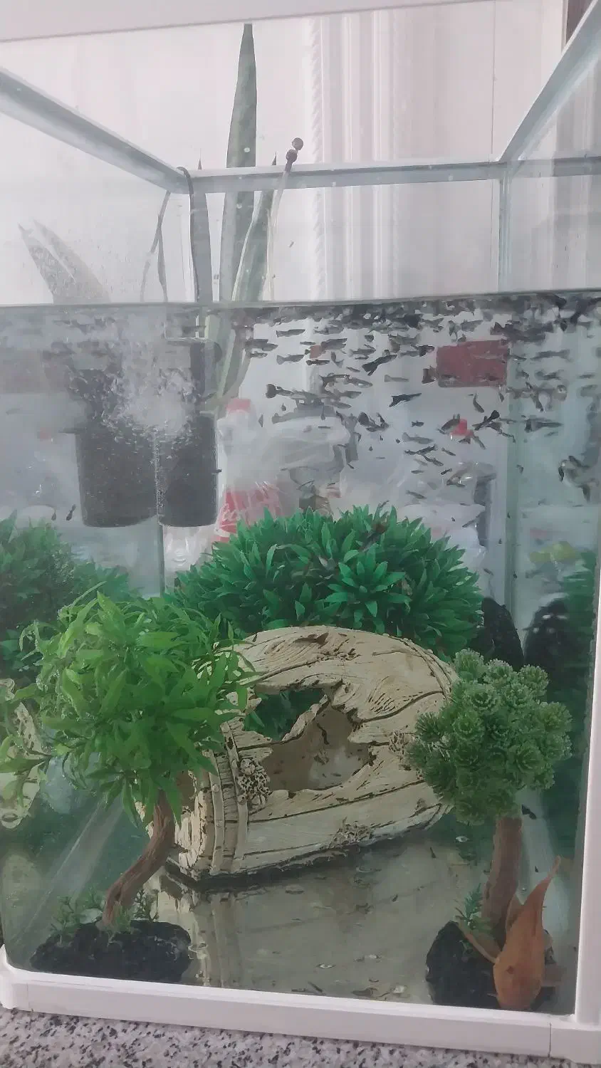 فروش آکواریوم|ماهی|شیراز, ریاستی|دیوار