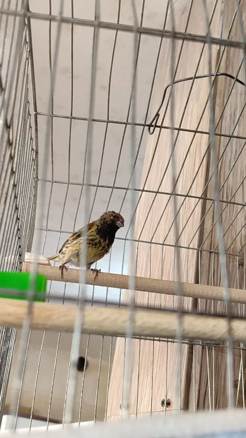 گلبسر مست|پرنده|شاهینشهر, مسکن مهر|دیوار