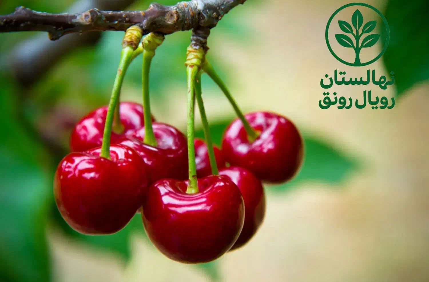 نهال های با  کیفیت و مقاوم|خدمات باغبانی و درختکاری|رودشت (چهارمحال و بختیاری), |دیوار