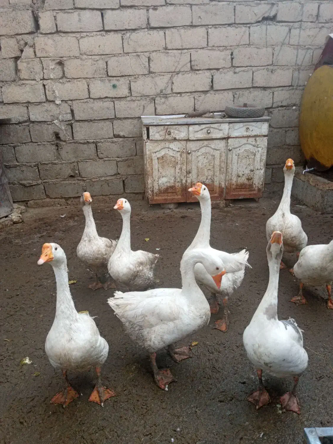 غاز|حیوانات مزرعه|بیستون, |دیوار