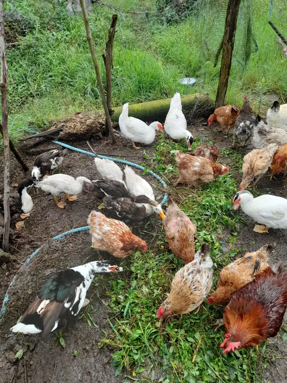 حیوانات|حیوانات مزرعه|چابکسر, |دیوار