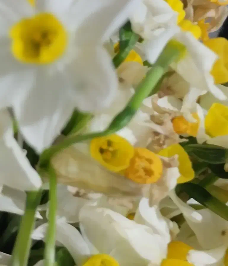 سبزه|گل و گیاه طبیعی|سرپل ذهاب, |دیوار