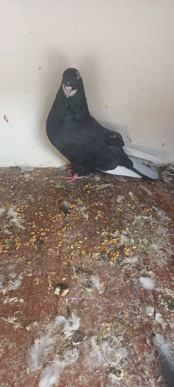 کفتر ساعتی|پرنده|پیشوا, |دیوار