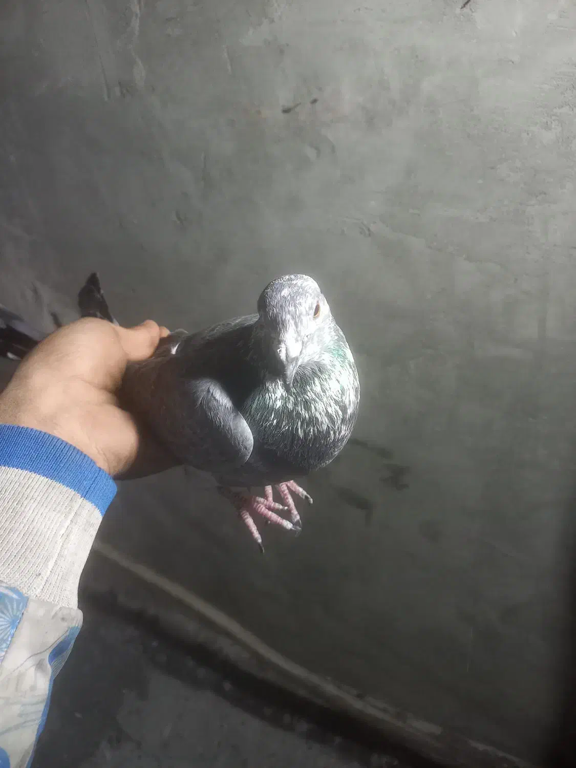 کفتر|پرنده|قم, نخودی|دیوار