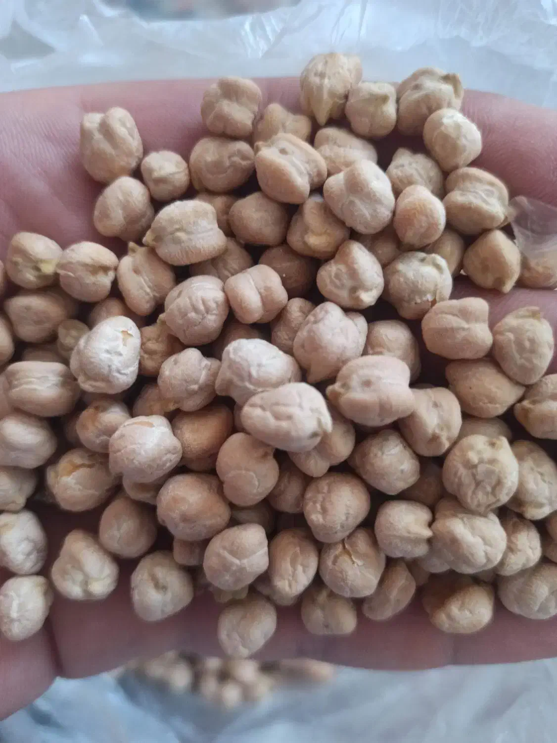 نخود تازه|خوردنی و آشامیدنی|موچش, |دیوار