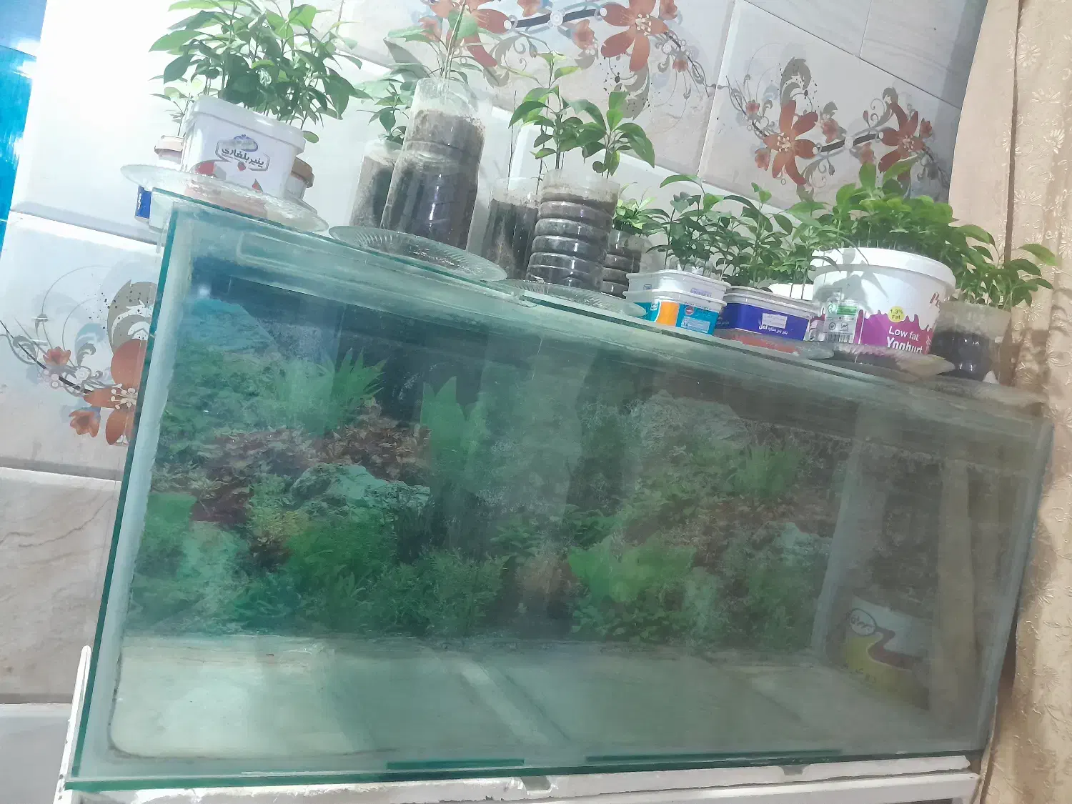 آکواریوم بزرگ|ماهی|یاسوج, |دیوار