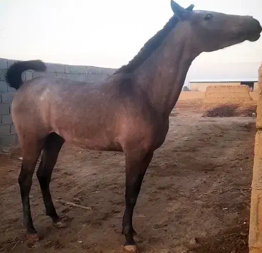 اسب|اسب و تجهیزات اسب‌سواری|برخوار, |دیوار