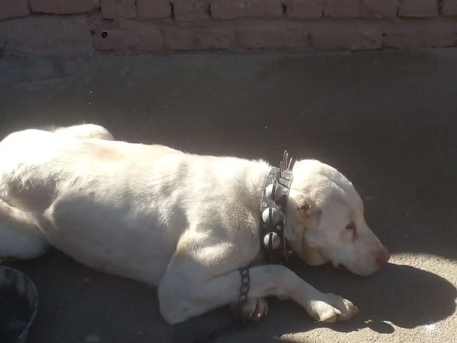 فروشی هست|سگ|فاروج, |دیوار