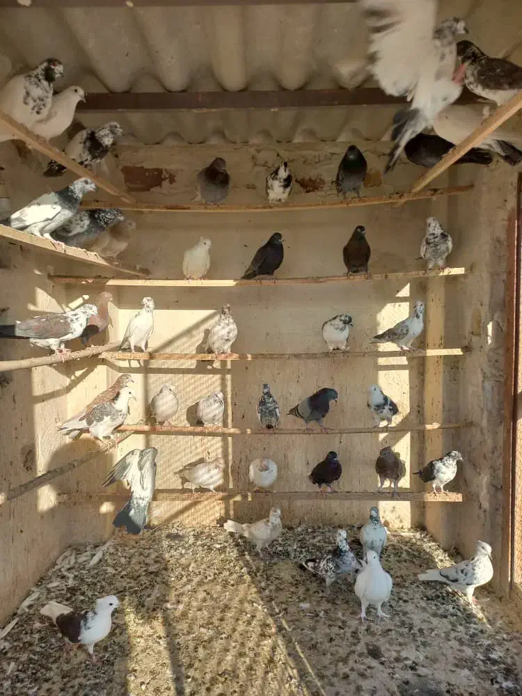 کبوتر|پرنده|کاشان, کوشک صفی|دیوار