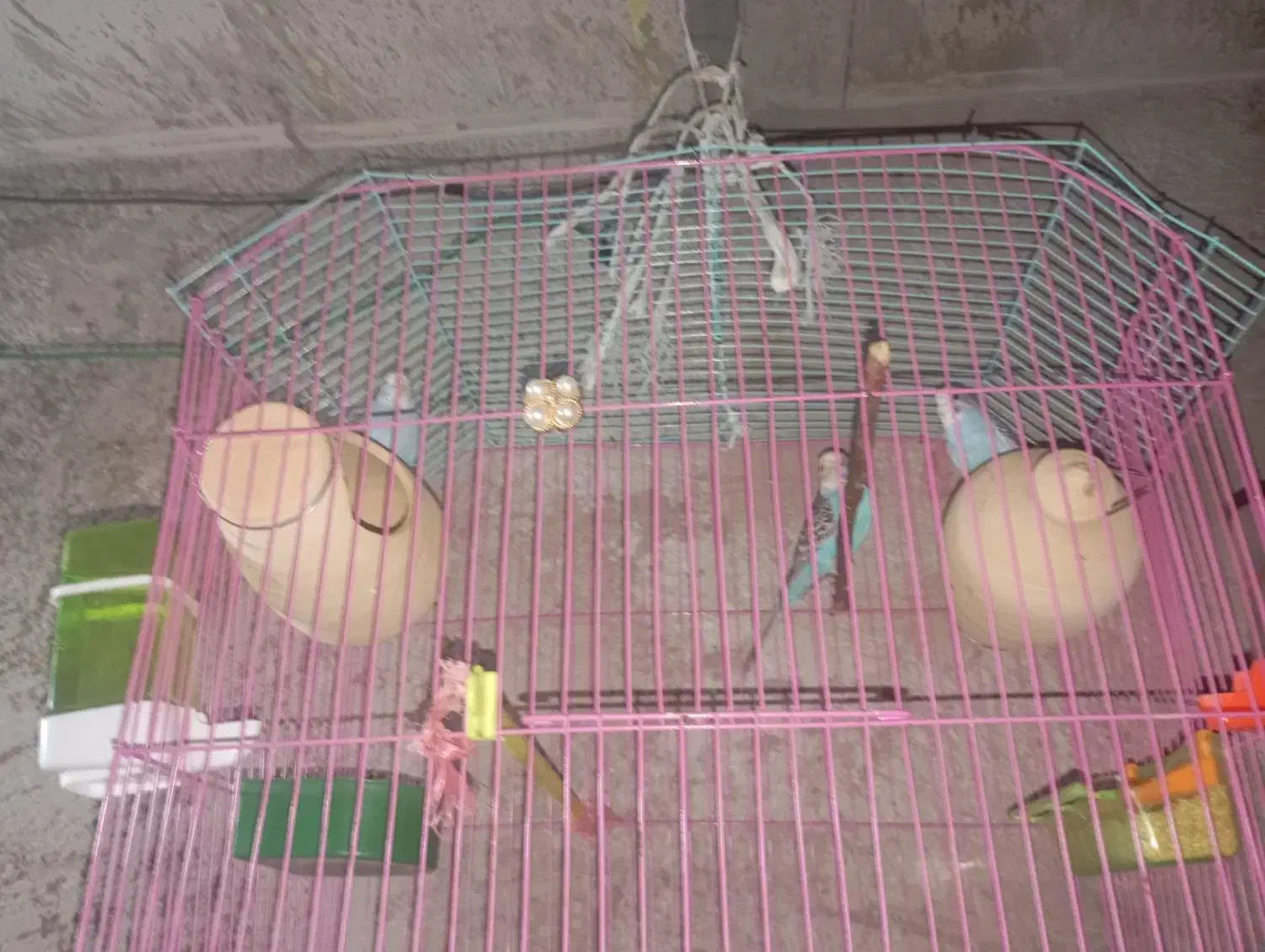 مرغ عشق|پرنده|ایرانشهر, |دیوار