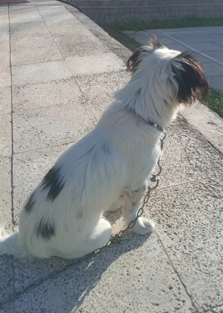 سگ پاکوتاه گمشده|سگ|جیرفت, |دیوار