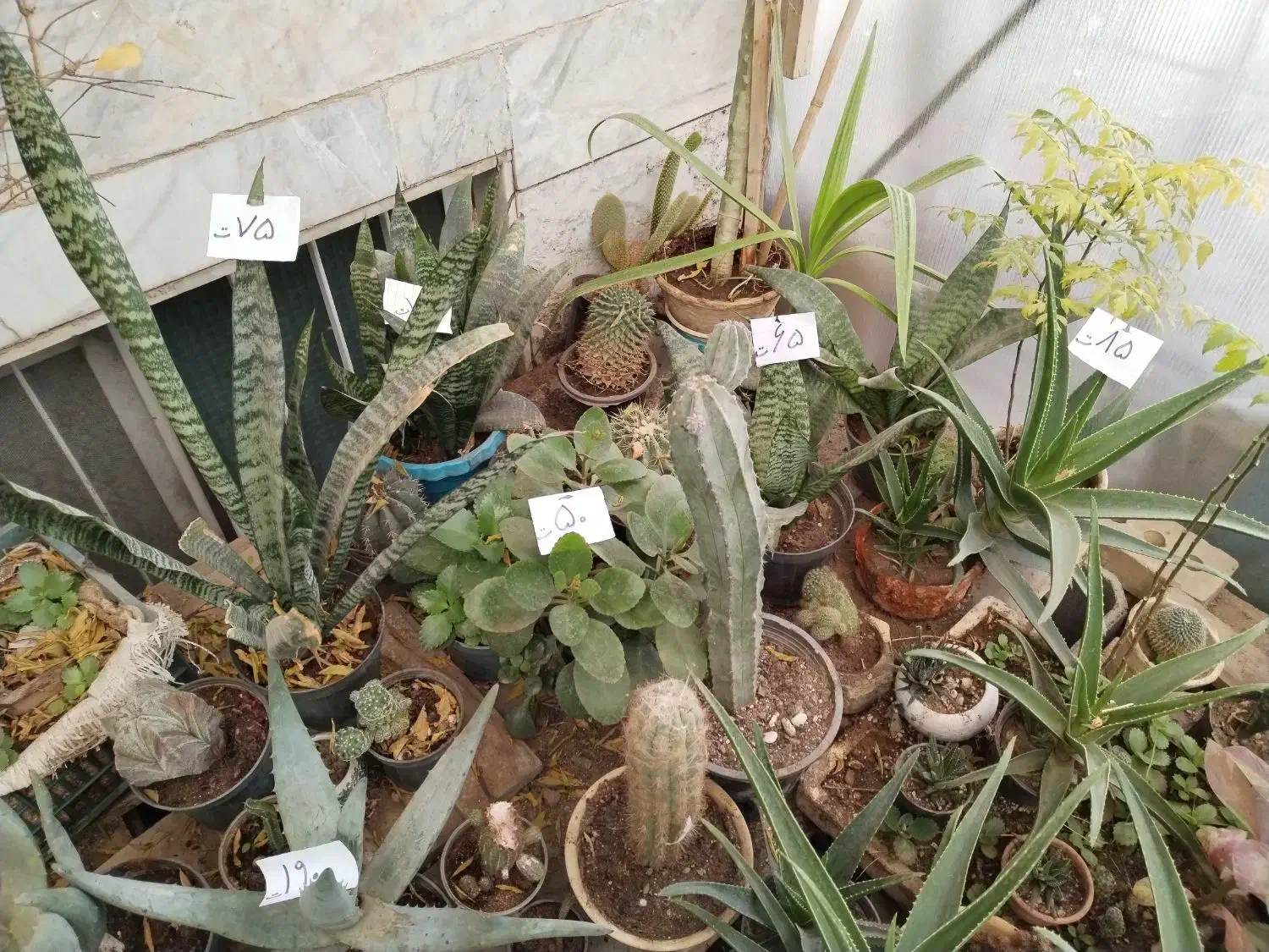 گل وگیاه نصف قیمت بازار|گل و گیاه طبیعی|یزد, |دیوار