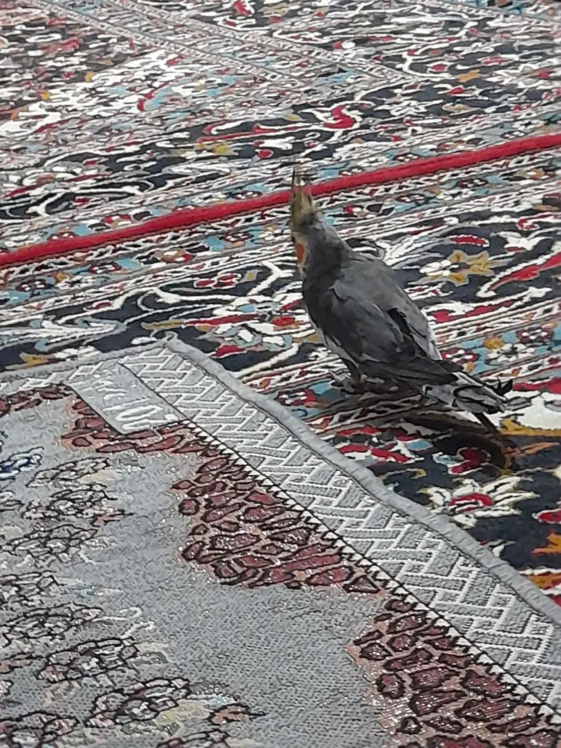 8000000|پرنده|رضویه, |دیوار