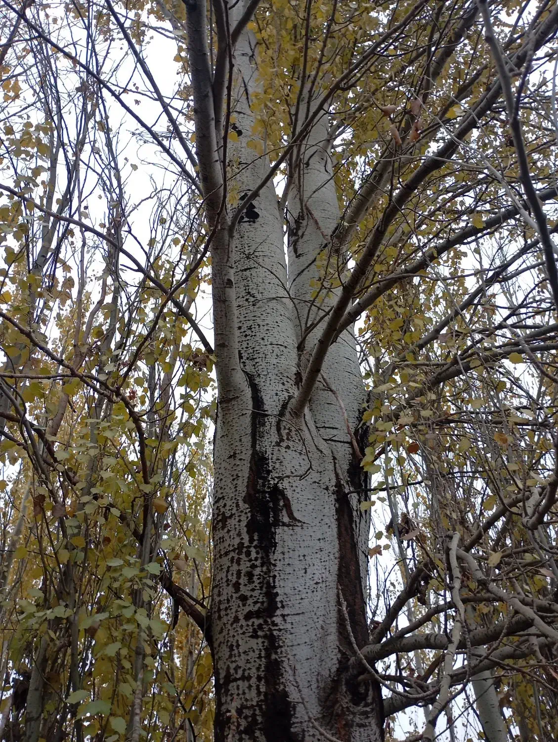 خرید چوب خشک|خدمات باغبانی و درختکاری|مراغه, |دیوار