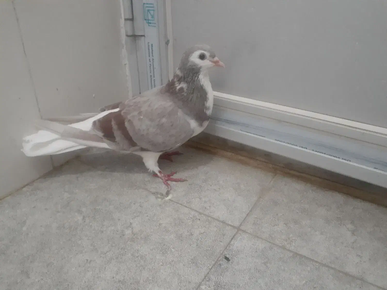 ساده ماده|پرنده|سبزوار, توحیدشهر|دیوار