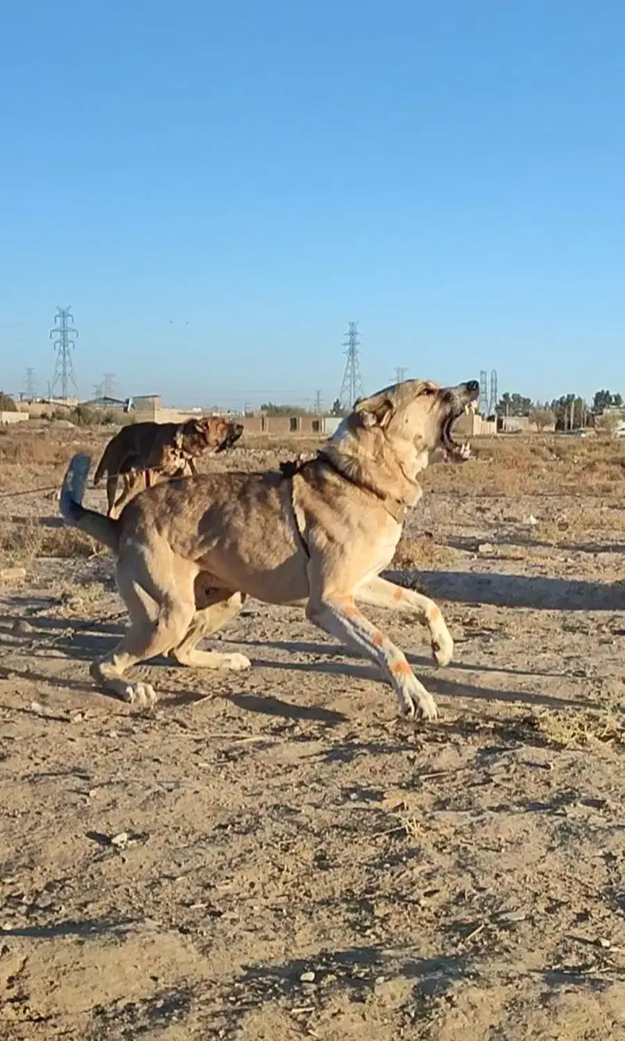 واگذاری سگهای خراسانی نگهبان و گلگی|سگ|مشهد, احمدآباد|دیوار