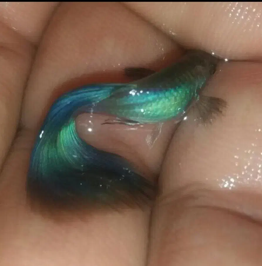 گوپی دیسکس آنجل آکواریوم گیاهخوار گوشتخوار|ماهی|اردبیل, |دیوار