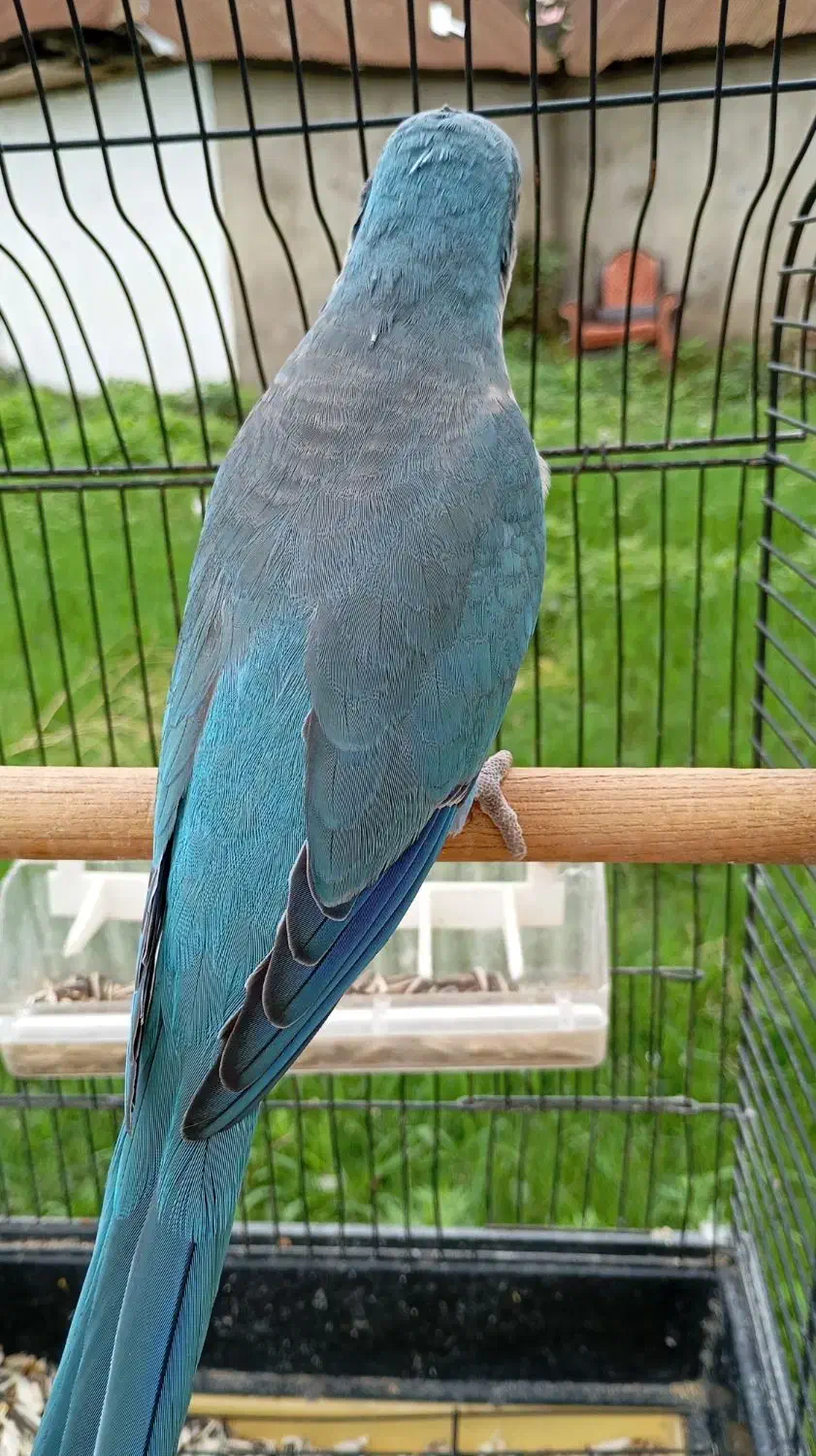 طوطی راهبه بلو اسکای نر سخنگو معاوضه با ملنگو|پرنده|صومعهسرا, |دیوار