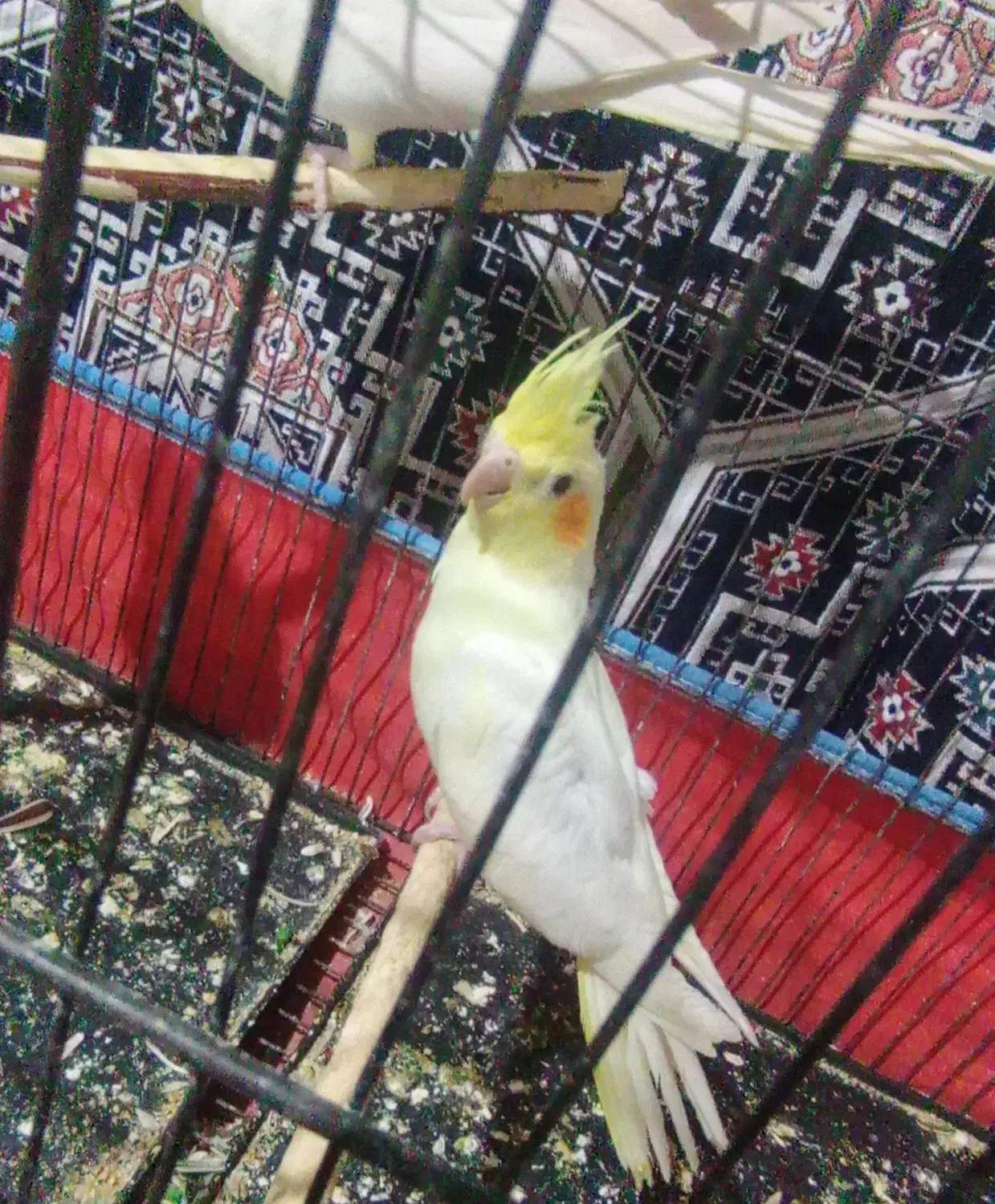 عروس|پرنده|سیرجان, |دیوار