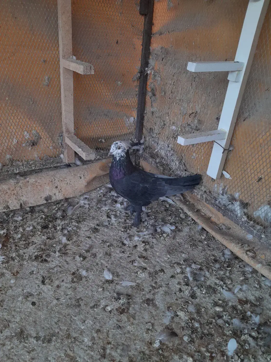 کفتر|پرنده|شیراز, دلجو|دیوار