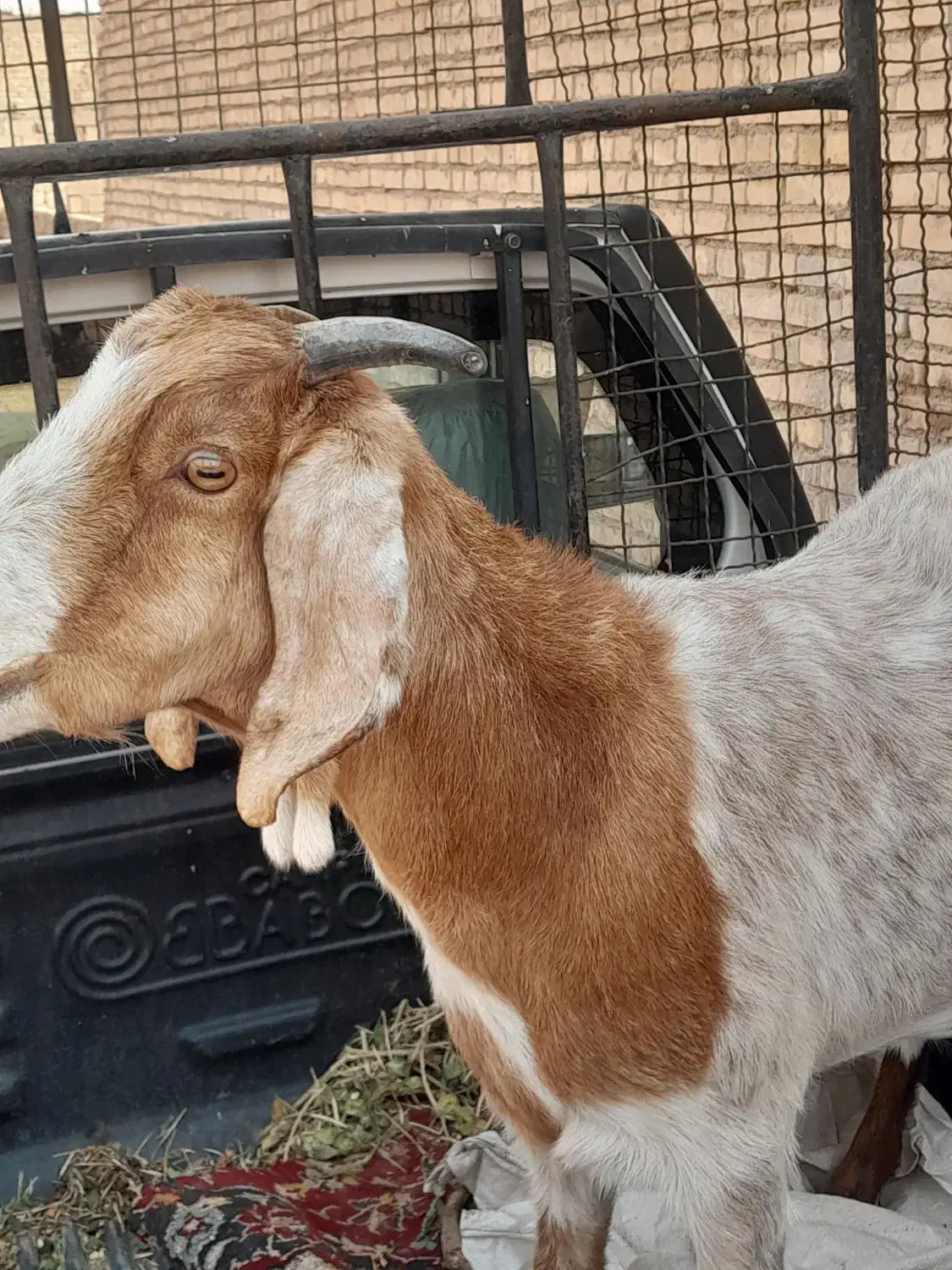 حمیدیه|حیوانات مزرعه|حمیدیه, |دیوار