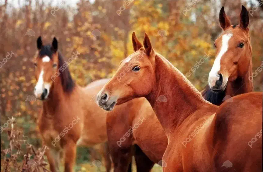 فروش سه راس اسب|اسب و تجهیزات اسب‌سواری|یاسوج, |دیوار