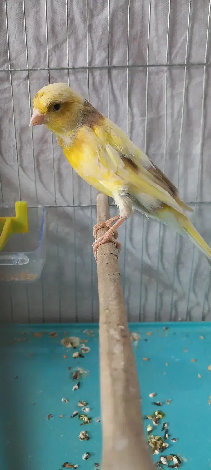 قناری ماده آماده کشیده|پرنده|رشت, جانبازان|دیوار