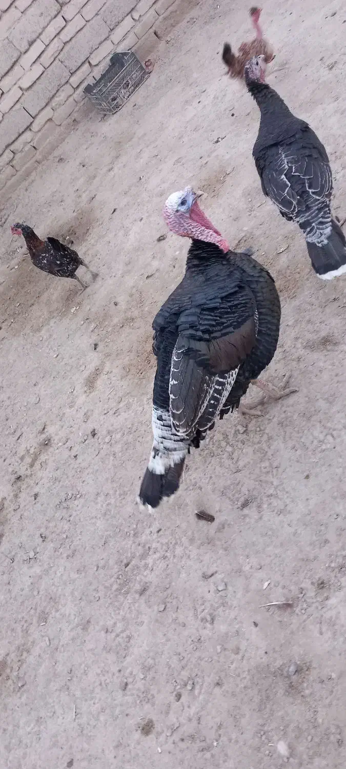 بقلمون نر|حیوانات مزرعه|هیرمند, |دیوار