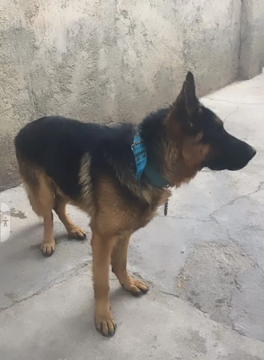 ژرمن اصیل|سگ|بشاریات, |دیوار