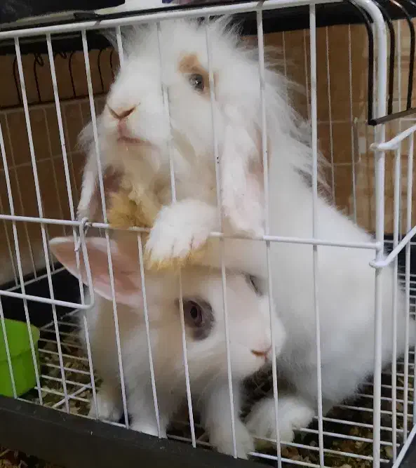 ۲ عدد خرگوش لوپ و خرگوش چشم آبی|موش و خرگوش|تهران, اکباتان|دیوار