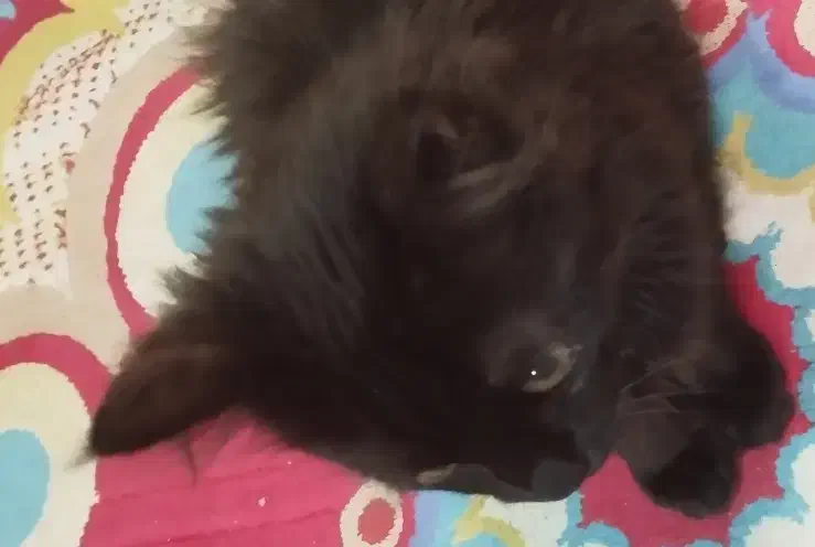 گربه پرشین|گربه|کرمان, |دیوار