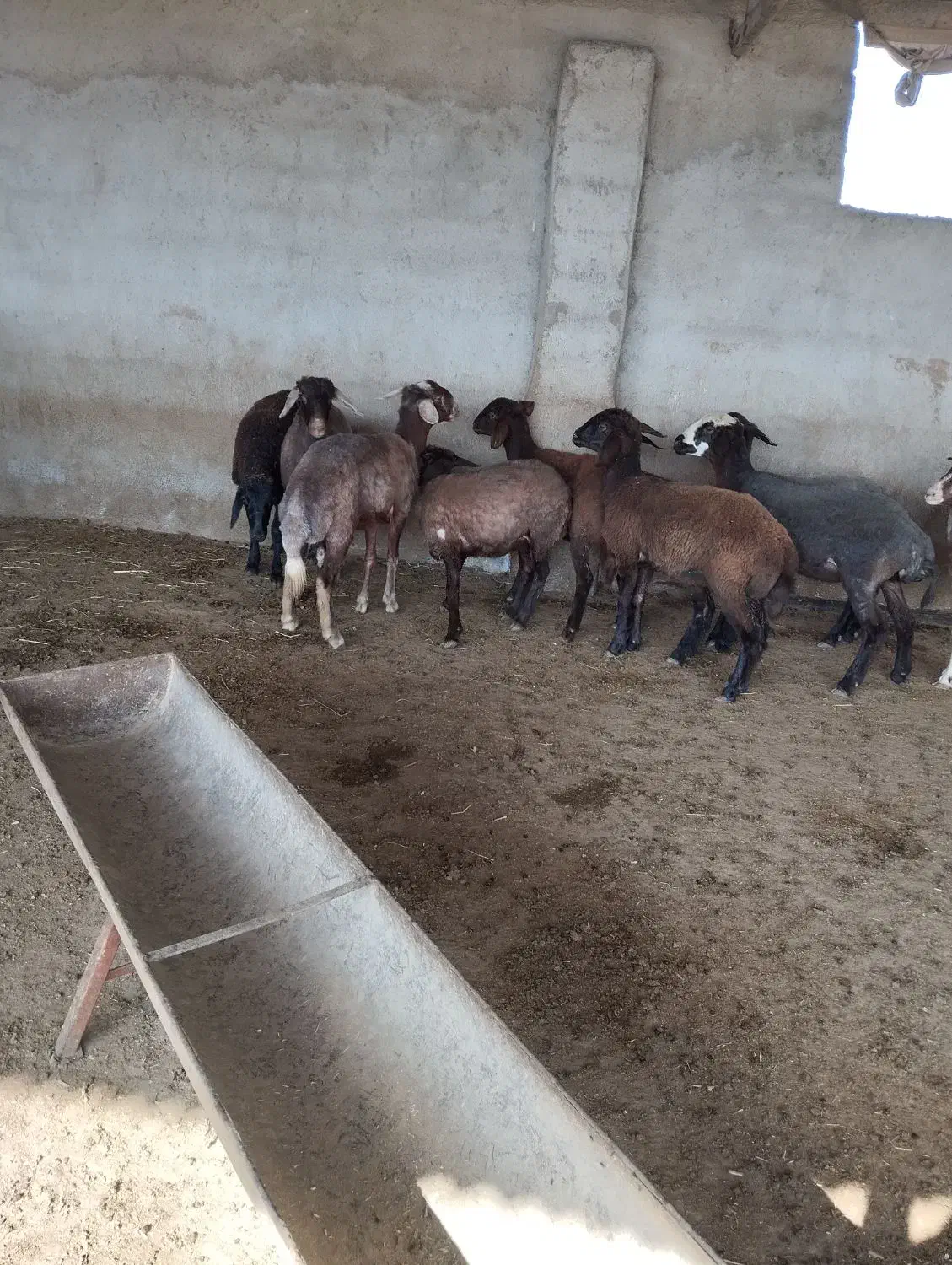 11عددبره.|حیوانات مزرعه|سیمین شهر, |دیوار