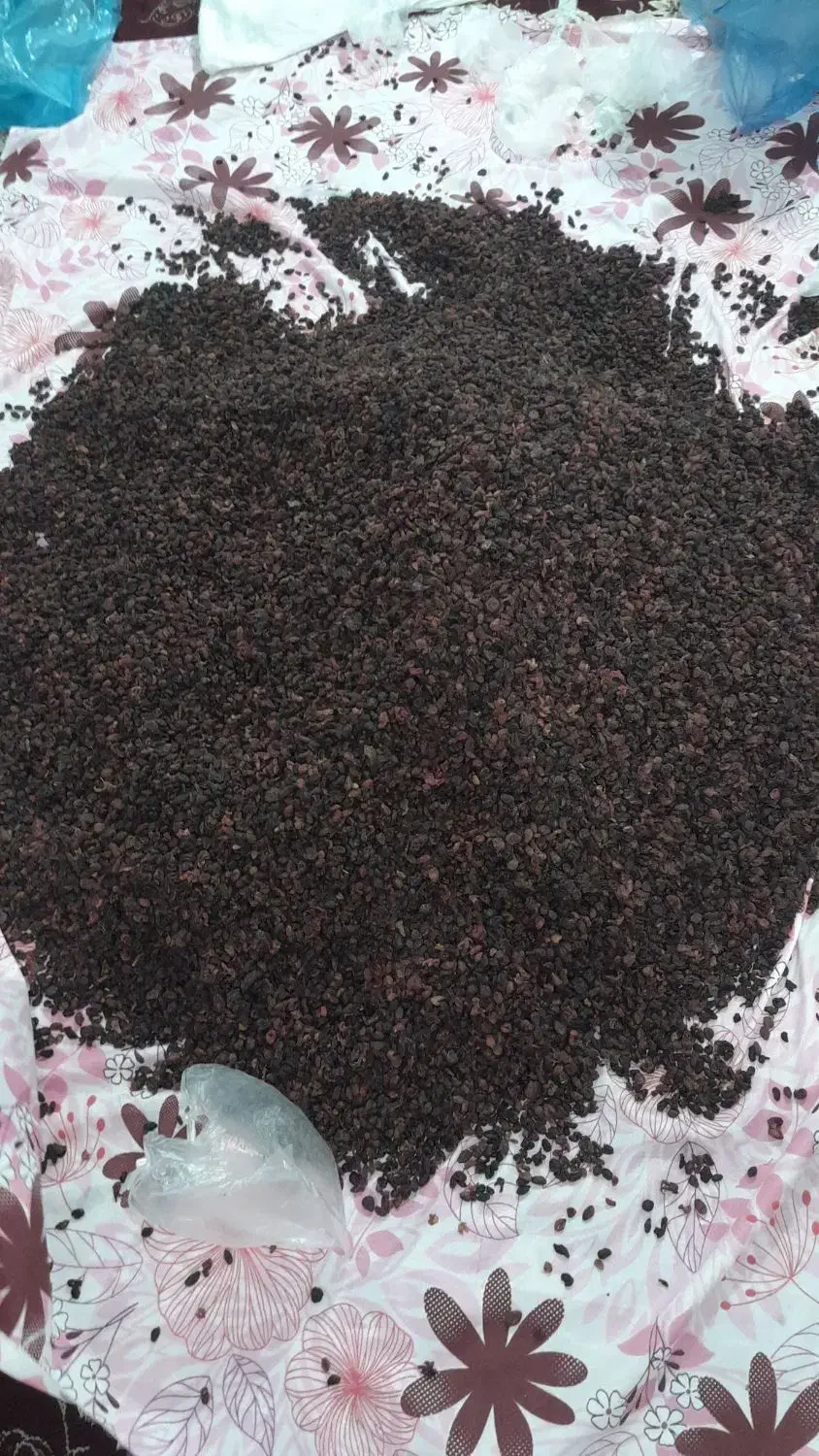 ذغال اخته بدون هسته درجه 1|عمدهفروشی|ورزقان, |دیوار