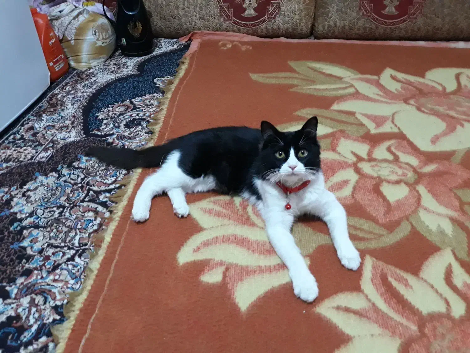 گربه تاکسیدو|حیوانات|خرمشهر, |دیوار