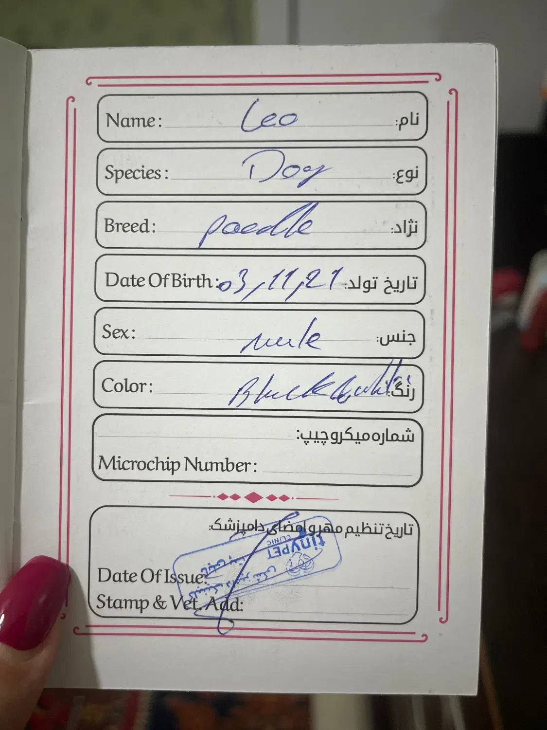 پودل نر هفت ماهه|سگ|شیراز, شهرک والفجر|دیوار