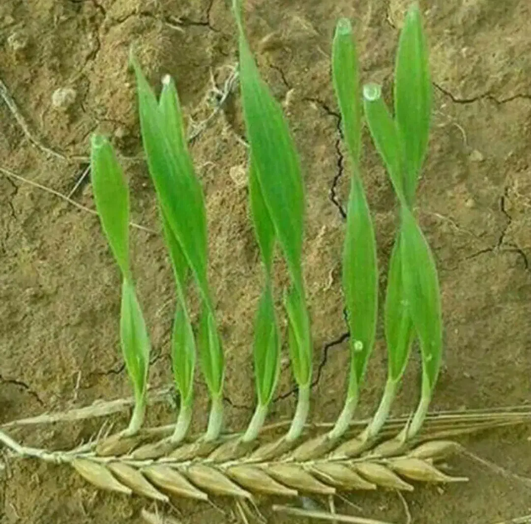 اگهی بخون|فعالیت داوطلبانه|دورود, |دیوار