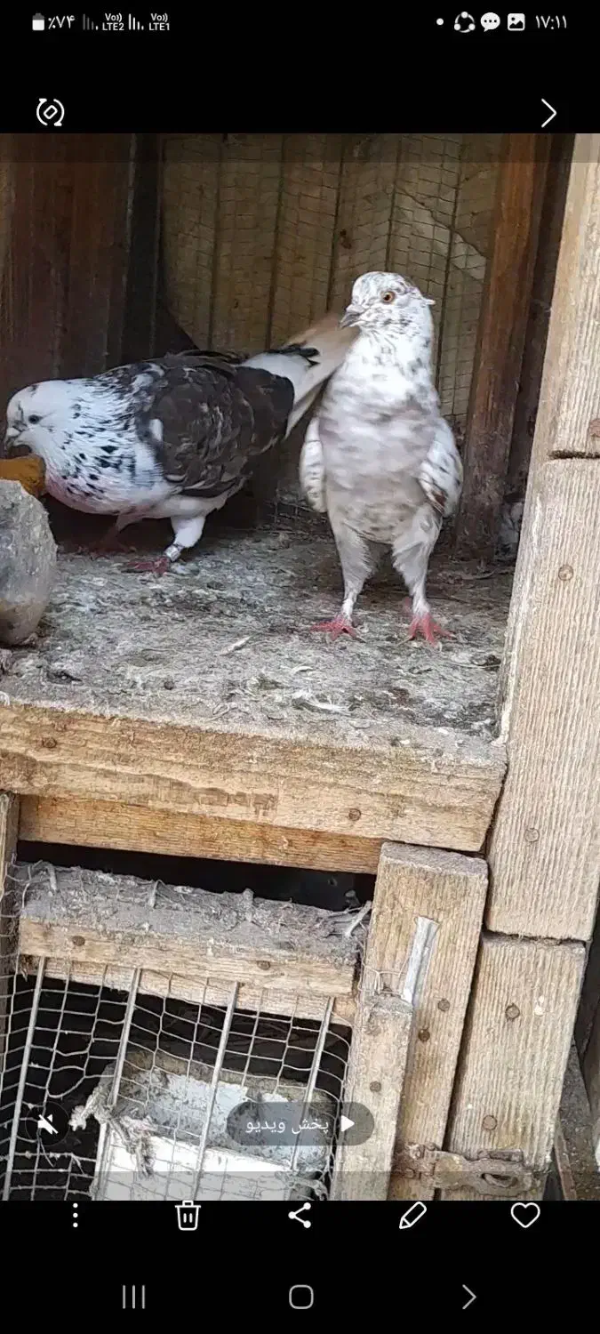 کبوتر  گرویی|پرنده|کیاشهر, |دیوار