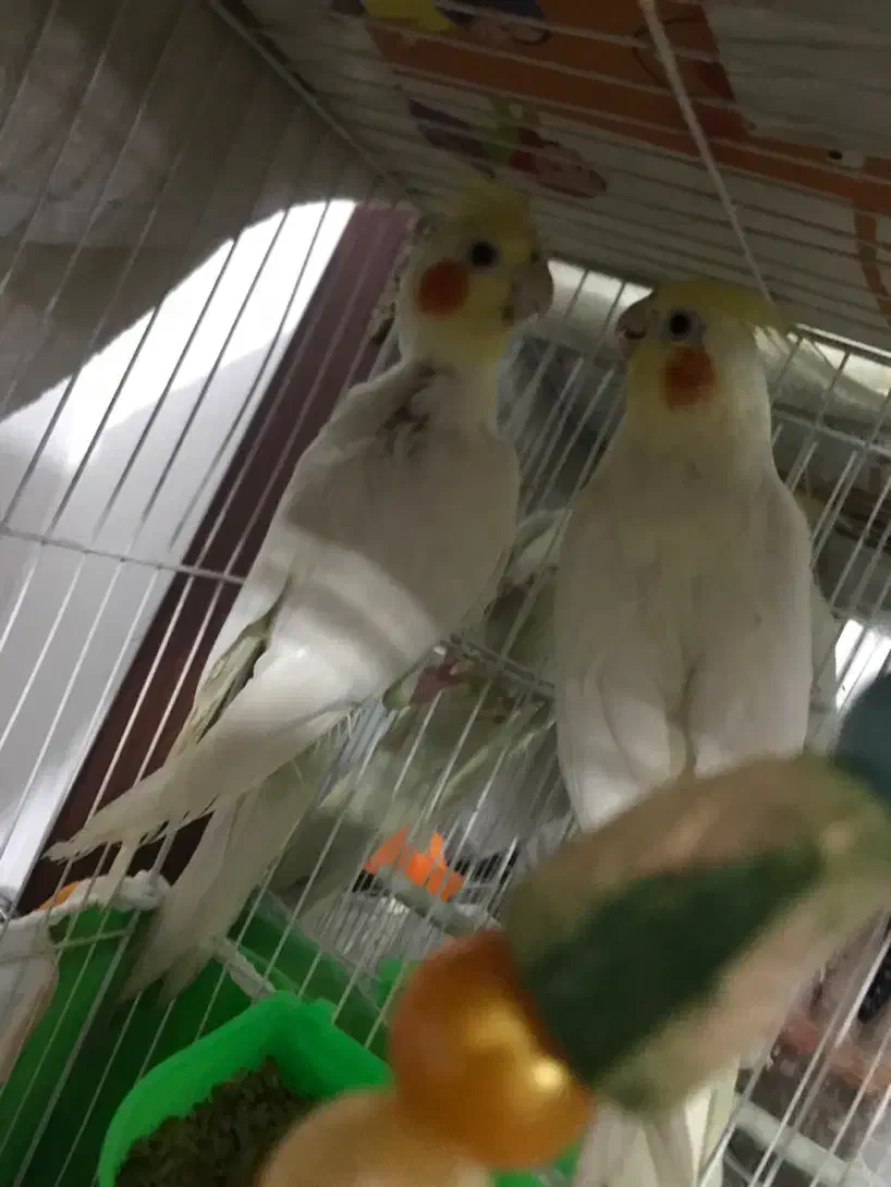 عروس هلندی جفت|پرنده|مشهد, شهرک مهرگان|دیوار