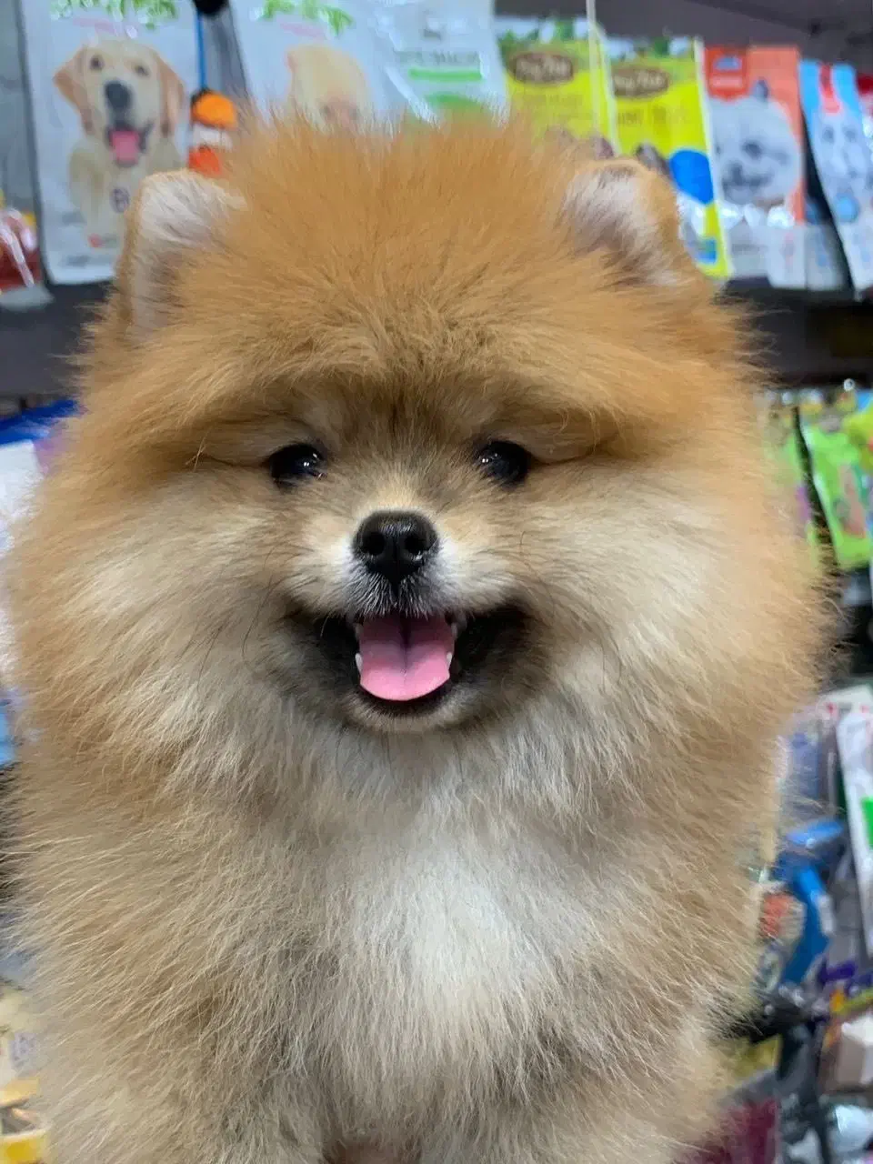 پامرانیان خرسی عروسکی|سگ|رشت, لاکانی|دیوار