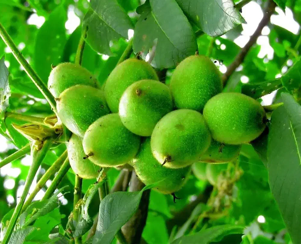 نهال گردو شیلی|خدمات باغبانی و درختکاری|قیدار, |دیوار