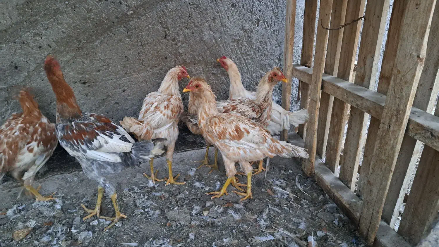 مرغ و  خروس|حیوانات مزرعه|زاهدان, |دیوار